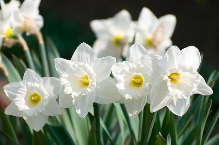 332 White Narcissus Flowers DP kriszta farkas NEW!